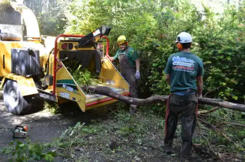 tree services Channel Islands Beach